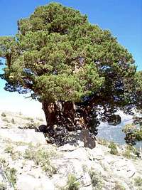 juniper on E side of stevens peak, ca