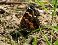 Painted Lady moth