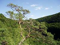 A giant bonzaï-pine on the top of the Winterfels !