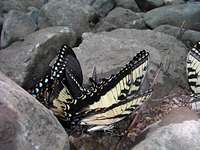 Butterflies on the dry riverbed