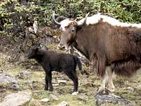 Yak mama and calf