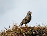 A mountain sparrow.