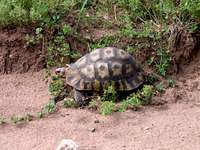 Cape Tortoise