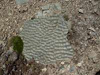 Geologic evidence: ripples