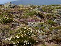 Wildflowers in the tundra at...