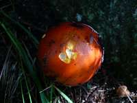 Poisonous Mushroom (Amanita muscaria)