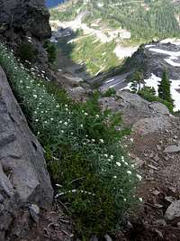 Wildflowers on Table Mountain (near Mount Baker)