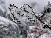 Snowy twig