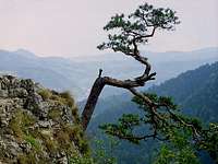 Relic Pine on top of Mount Sokolica (747 m)