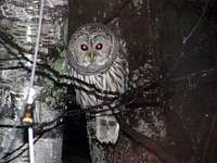 The Devil Bird of Stewart Mountain: AKA Oliver the Barred Owl