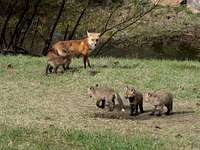 Mama fox with kits