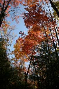 Late Fall Color on Maddron Bald Trail