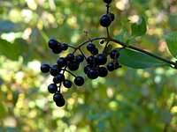 Közönséges fagyal (Ligustrum vulgare)