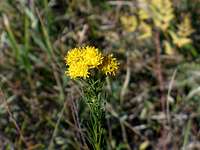 Autumn flower