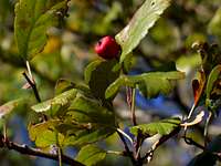 Galagonya (Crataegus monogyna)