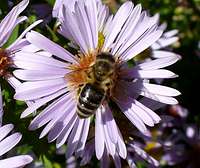 Bee on flower