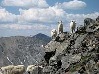 Baby Goats on Quandary