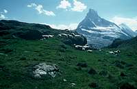 Sheep and Matterhorn