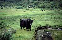 A yak grazing