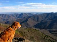 Taking in Pisgah NF from Cold Mountain Summit