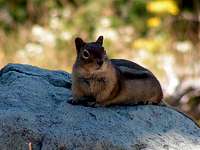 Ground Squirrel at Mt. St. Helens