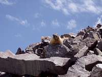 Curious critter near the summit