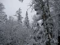 Snow fall along the Johns Brook Trail