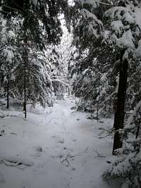 Fresh tracks heading down