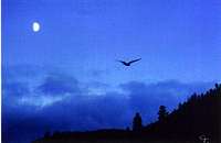 Twilight Flight
