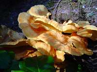 Mushrooms Beneath the Leaves