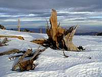 Remnants of a Bristlecone Pine
