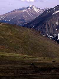 Elk grazing beneath Long's Peak