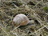 Escargot