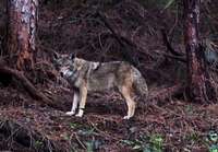 The Coyote