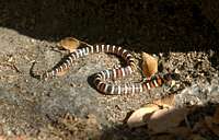 Sierra Mountain Kingsnake ?