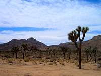 Joshua Trees