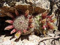 Cacti found on the ascent of Rabbit Peak