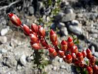 Ocotillo flowers on ascent to Rabbit
