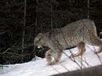 Lynx Along the Highway - Jasper National Park