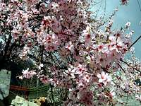 Karakoram Blossom!!