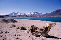 Laguna Verde - Resting before...