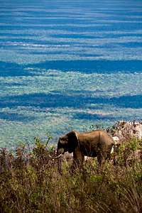 Mecula Mt Elephant