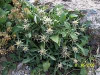 Sriky Plant (St.Galas)