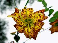 Humboldt Lily (<i>Lilium humboldtii</i>)