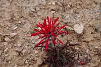 flower in southern Utah desert