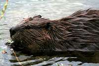 Beaver of Horseshoe Lake