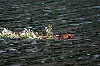 Beaver swimming with branches