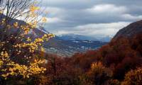 Yellow autumn leaves in Abruzzo snow