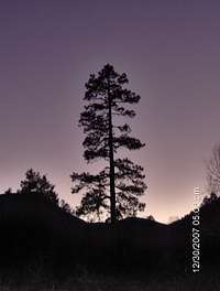 A lone Ponderosa Pine Tree.