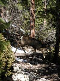 Deer on path up Bergen Peak